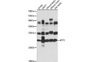 Western blot analysis of extracts of various cell lines, using BTF3 antibody (ABIN7265836) at 1:1000 dilution. (BTF3 anticorps  (AA 50-150))