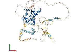 AlphaFold protein structure predicition of Human Recombinant ADD2 Protein, UniprotID P35612