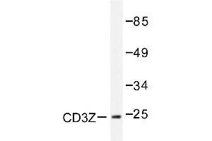 Image no. 1 for anti-CD247 Molecule (CD247) antibody (ABIN272006) (CD247 anticorps)