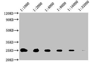 Western Blot Positive WB detected in: 20 μg A549 whole cell lysate All lanes: CD9 antibody at 1:1000, 1:2000, 1:4000, 1:8000, 1:16000, 1:32000 Secondary Goat polyclonal to mouse IgG at 1/50000 dilution Predicted band size: 25 KDa Observed band size: 25 KDa Exposure time: 5 min (CD9 anticorps  (AA 112-195))
