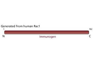 Image no. 3 for anti-RAC1 antibody (ABIN968089) (RAC1 anticorps)
