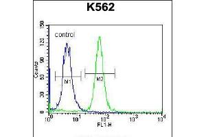 Flow cytometric analysis of K562 cells (right histogram) compared to a negative control cell (left histogram). (PSORS1C1 anticorps  (N-Term))