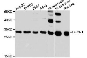 Western blot analysis of extracts of various cell lines, using DECR1 antibody (ABIN6292767) at 1:3000 dilution. (DECR1 anticorps)