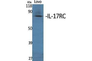 Western Blot (WB) analysis of specific cells using IL-17RC Polyclonal Antibody. (IL17RC anticorps  (C-Term))