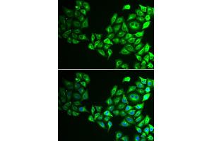 Immunofluorescence analysis of HeLa cell using CREB3 antibody. (CREB3 anticorps)