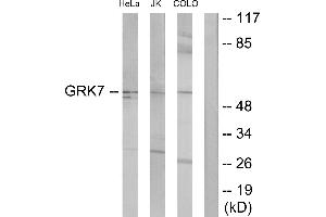 Western blot analysis of extracts from HeLa cells, Jurkat cells and COLO205 cells, using GRK7 antibody. (GRK7 anticorps)