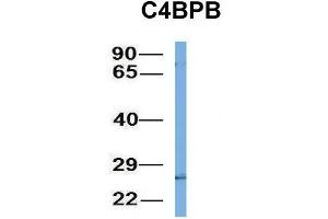 Host:  Rabbit  Target Name:  C4BPB  Sample Type:  721_B  Antibody Dilution:  1. (C4BPB anticorps  (N-Term))