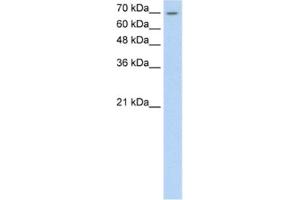 Western Blotting (WB) image for anti-Lipolysis Stimulated Lipoprotein Receptor (LSR) antibody (ABIN2460637)