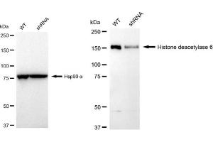 Western blotting analysis using Histone deacetylase 6 antibody (ABIN7798935). (Recombinant HDAC6 anticorps)