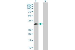 Western Blot analysis of C1QTNF2 expression in transfected 293T cell line by C1QTNF2 MaxPab polyclonal antibody. (C1QTNF2 anticorps  (AA 1-285))