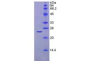 SDS-PAGE analysis of Mouse Caspase 1 Protein. (Caspase 1 Protein (CASP1))