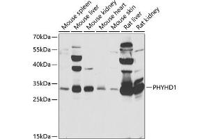 Western blot analysis of extracts of various cell lines, using PHYHD1 antibody (ABIN6133210, ABIN6145585, ABIN6145586 and ABIN6223037) at 1:1000 dilution.