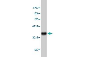 Western Blot detection against Immunogen (35.