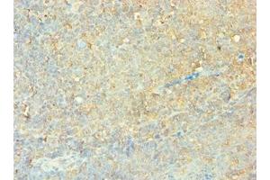 Immunohistochemistry of paraffin-embedded human tonsil tissue using ABIN7147792 at dilution of 1:100