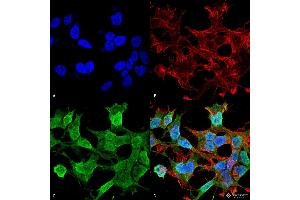 Immunocytochemistry/Immunofluorescence analysis using Mouse Anti-Neuroligin 1 Monoclonal Antibody, Clone S97A-31 .