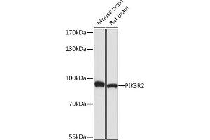 Western blot analysis of extracts of various cell lines, using PI3 Kinase p85 beta antibody (ABIN7269320) at 1:1000 dilution. (PIK3R2 anticorps)