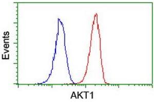 Image no. 9 for anti-V-Akt Murine Thymoma Viral Oncogene Homolog 1 (AKT1) antibody (ABIN1496555)