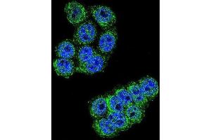 Immunofluorescence (IF) image for anti-Dipeptidyl-Peptidase 3 (DPP3) antibody (ABIN2996092) (DPP3 anticorps)