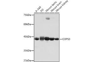 Western blot analysis of extracts of various cell lines, using COPS3 Rabbit mAb (ABIN7266498) at 1:1000 dilution. (COPS3 anticorps)