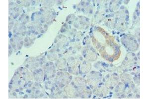 Immunohistochemistry of paraffin-embedded human pancreatic tissue using ABIN7175149 at dilution of 1:100 (Urotensin 2 anticorps  (AA 35-124))