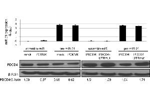 The upper panel shows miR-21 expression levels following transfection with pre-miR21, PDCD4 and PDCD4-UTRmut, compared to controls: scramble miR and PCMV6 empty vector.