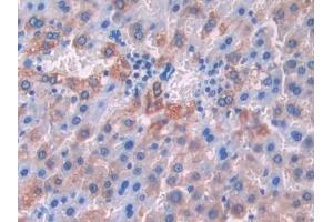 Detection of KLb in Mouse Liver Tissue using Polyclonal Antibody to Klotho Beta (KLb)