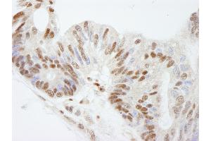 Immunohistochemistry (IHC) image for anti-FK506 Binding Protein 5 (FKBP5) (AA 407-457) antibody (ABIN7448566)