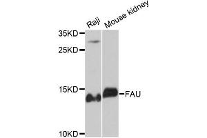 Western blot analysis of extracts of various cell lines, using FAU antibody (ABIN6293212) at 1:3000 dilution.
