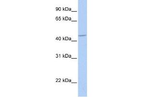 WB Suggested Anti-GABRA5 Antibody Titration:  0. (GABRA5 anticorps  (Middle Region))