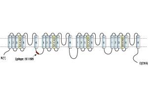 Representative domain view of the target of ABIN7884834.