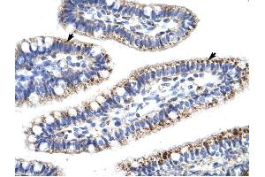 KLHL13 antibody was used for immunohistochemistry at a concentration of 4-8 ug/ml to stain Epithelial cells of intestinal villus (arrows) in Human Intestine. (KLHL13 anticorps  (N-Term))