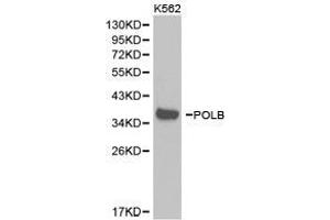 Western Blotting (WB) image for anti-Polymerase (DNA Directed), beta (POLB) antibody (ABIN1874176) (POLB anticorps)