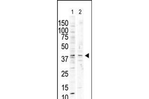 Antibody is used in Western blot to detect P38 delta in nocodazole-treated HCT116 (lane 1) and PMA-treated Pam212 (lane 2) cell lysates. (MAPK13 anticorps  (C-Term))