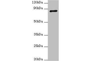 Western blot All lanes: ADAM33 antibody at 4 μg/mL + NIH/3T3 whole cell lysate Secondary Goat polyclonal to rabbit IgG at 1/10000 dilution Predicted band size: 88, 85, 33 kDa Observed band size: 88 kDa