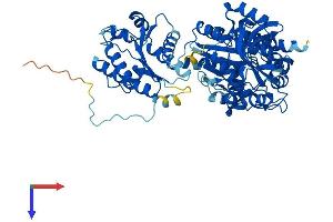 AlphaFold protein structure predicition of Human Recombinant PAPSS2 Protein, UniprotID O95340