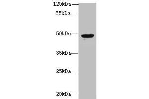 Western blot All lanes: RBM41 antibody at 1. (RBM41 anticorps  (AA 1-413))