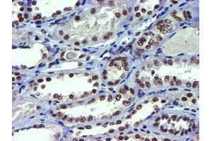 Image no. 4 for anti-Ubiquitin Specific Peptidase 7 (Herpes Virus-Associated) (USP7) antibody (ABIN1498592) (USP7 anticorps)