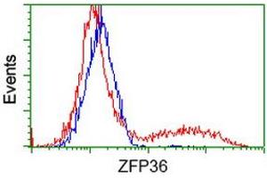 HEK293T cells transfected with either RC202049 overexpress plasmid (Red) or empty vector control plasmid (Blue) were immunostained by anti-ZFP36 antibody (ABIN2454212), and then analyzed by flow cytometry. (ZFP36 anticorps)