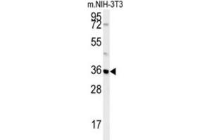 Western Blotting (WB) image for anti-Mitochondrial Carrier 2 (MTCH2) antibody (ABIN3002367) (MTCH2 anticorps)