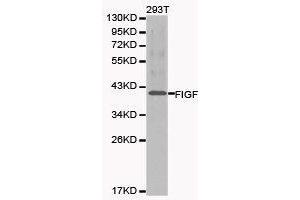 Western Blotting (WB) image for anti-C-Fos Induced Growth Factor (Vascular Endothelial Growth Factor D) (Figf) antibody (ABIN1872695) (VEGFD anticorps)