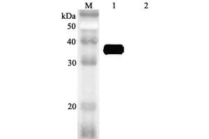 Western blot analysis using anti-MFAP4 (human), pAb  at 1:2'000 dilution. (MFAP4 anticorps)