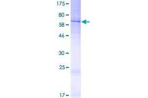 Image no. 1 for DDB1 and CUL4 Associated Factor 4 (DCAF4) (AA 1-395) protein (GST tag) (ABIN1325210)
