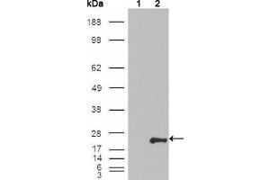 Western blot analysis using GSTP1 mouse mAb against HEK293T cells transfected with the pCMV6-ENTRY control (1) and pCMV6-ENTRY GSTP1 cDNA (2).