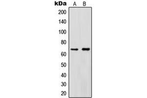 Western blot analysis of Cytokine IK expression in HeLa (A), HEK293T (B) whole cell lysates. (Protein Red (IK) (C-Term) anticorps)