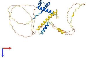 AlphaFold protein structure predicition of Mouse Recombinant Shox2 Protein, UniprotID P70390