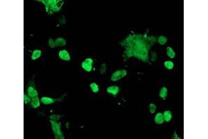 Image no. 3 for anti-T-Cell Acute Lymphocytic Leukemia 1 (TAL1) antibody (ABIN1501291) (TAL1 anticorps)