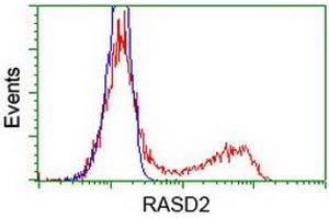 HEK293T cells transfected with either RC201454 overexpress plasmid (Red) or empty vector control plasmid (Blue) were immunostained by anti-RASD2 antibody (ABIN2453962), and then analyzed by flow cytometry.