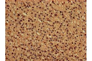 IHC image of ABIN7149549 diluted at 1:150 and staining in paraffin-embedded human adrenal gland tissue performed on a Leica BondTM system.