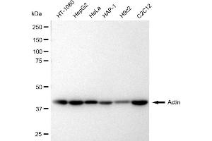 Western blotting analysis using Actin antibody (ABIN7797463).