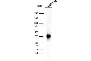 Western Blot Analysis of COLO-38 cell lysate using gp100 Mouse Monoclonal Antibody (PMEL/783). (Melanoma gp100 anticorps)